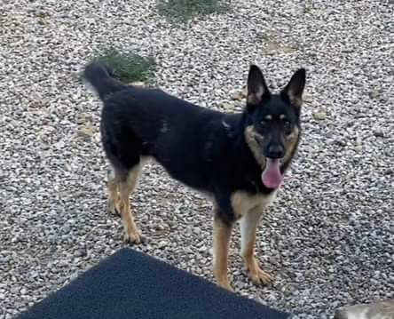 Bailey, an adoptable German Shepherd Dog in Polson, MT, 59860 | Photo Image 2