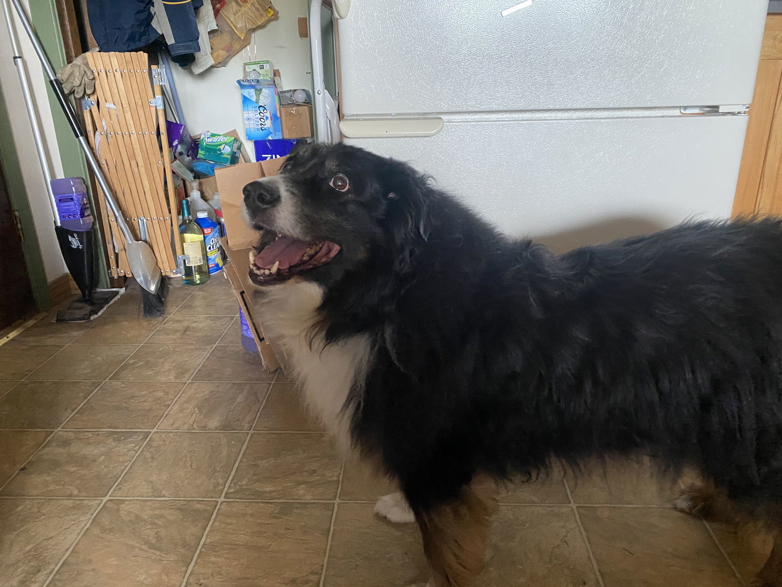 Bodee, an adoptable Australian Shepherd in Polson, MT, 59860 | Photo Image 1