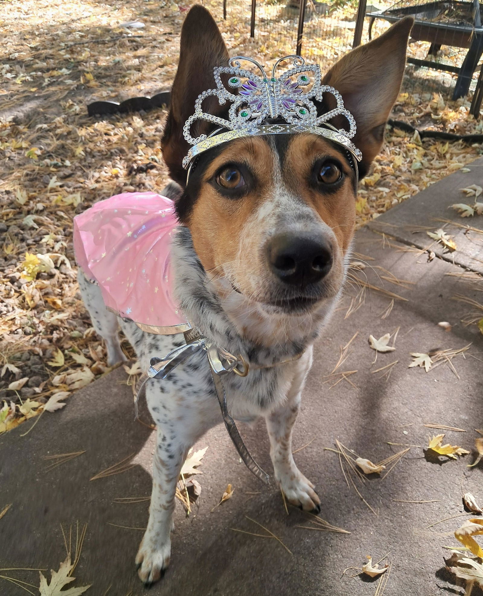 Beck, an adoptable Australian Cattle Dog / Blue Heeler, Collie in Princeton, MN, 55371 | Photo Image 1