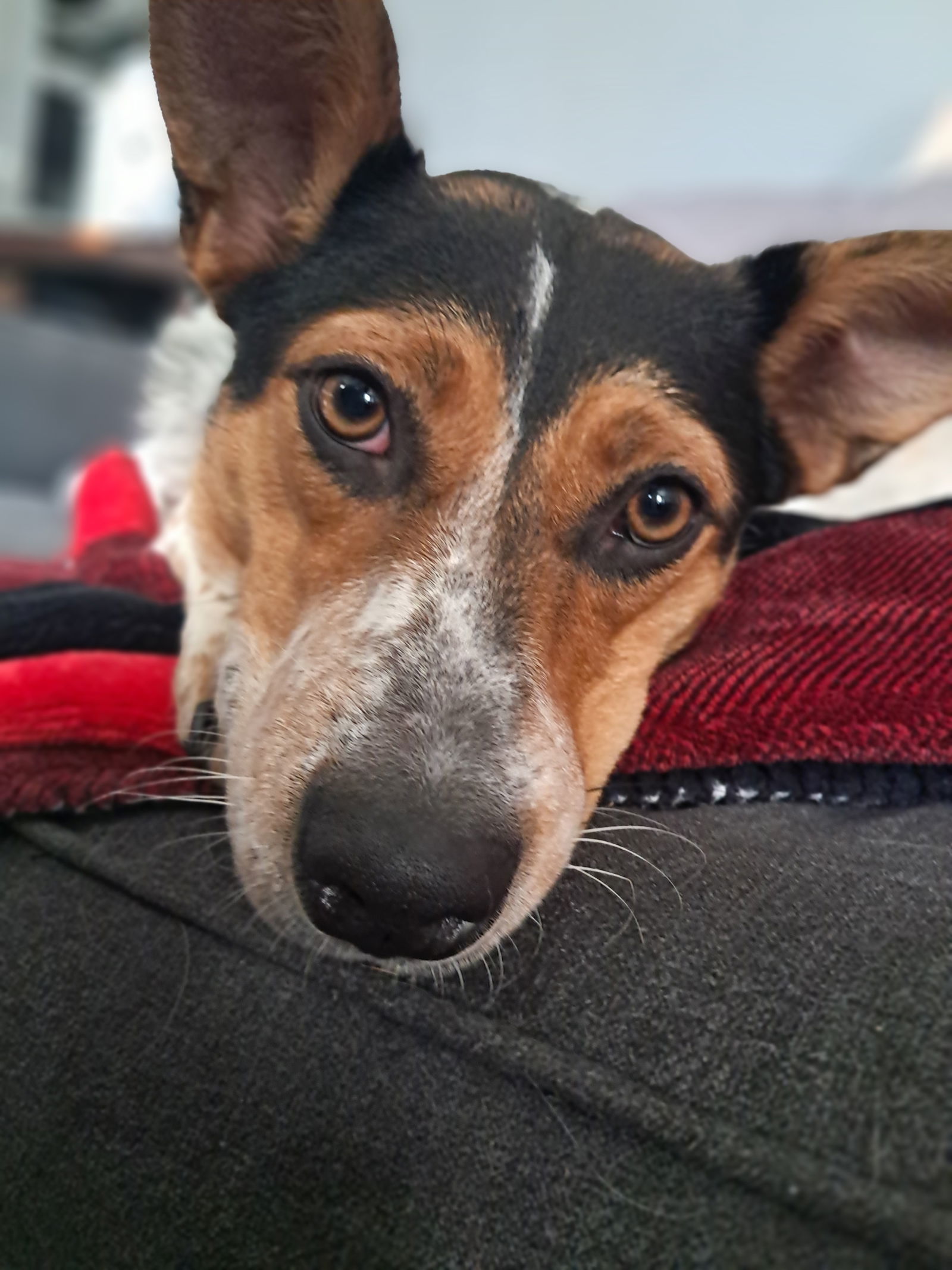 Beck, an adoptable Australian Cattle Dog / Blue Heeler, Collie in Princeton, MN, 55371 | Photo Image 2