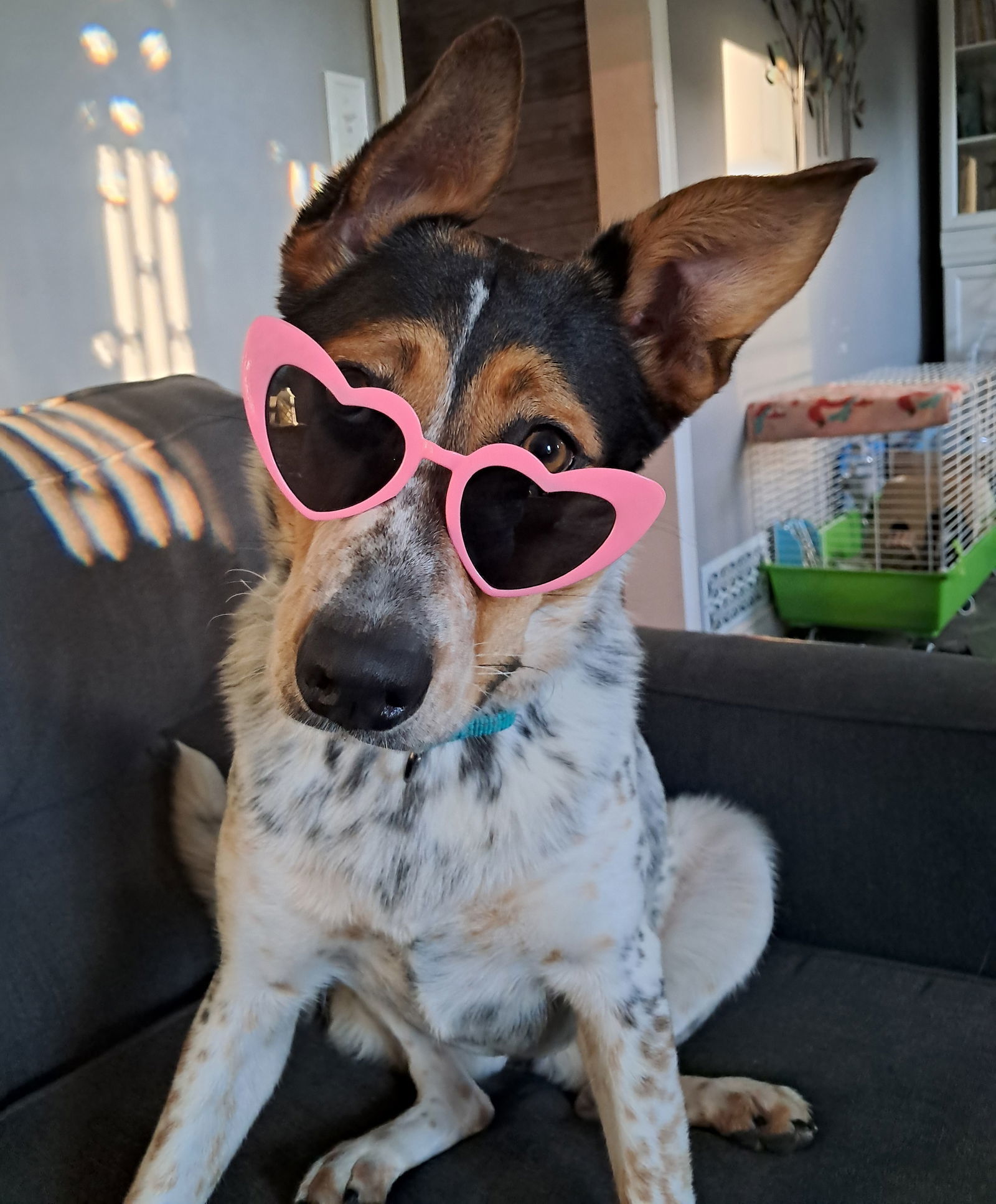 Beck, an adoptable Australian Cattle Dog / Blue Heeler, Collie in Princeton, MN, 55371 | Photo Image 3