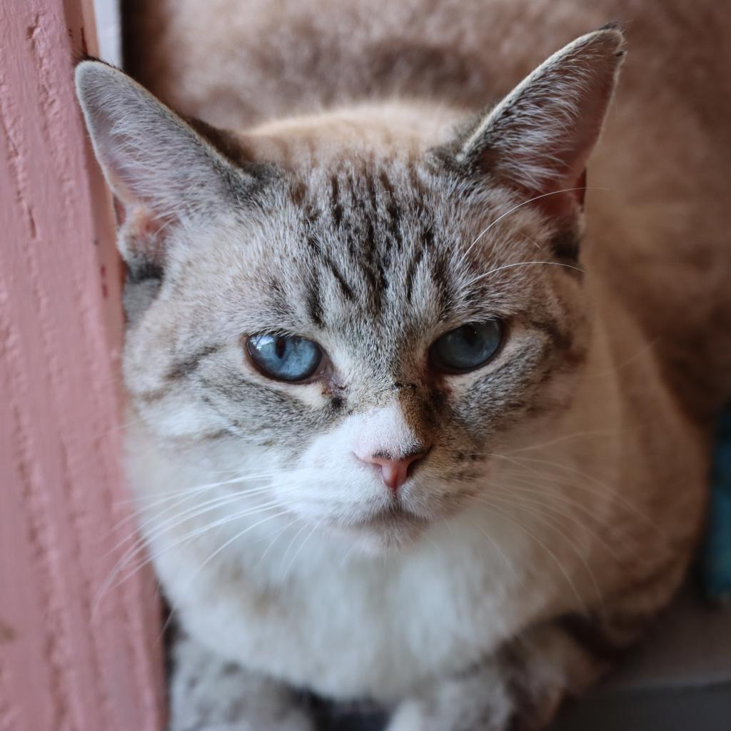 Dara, an adoptable Domestic Short Hair in Tucson, AZ, 85711 | Photo Image 1