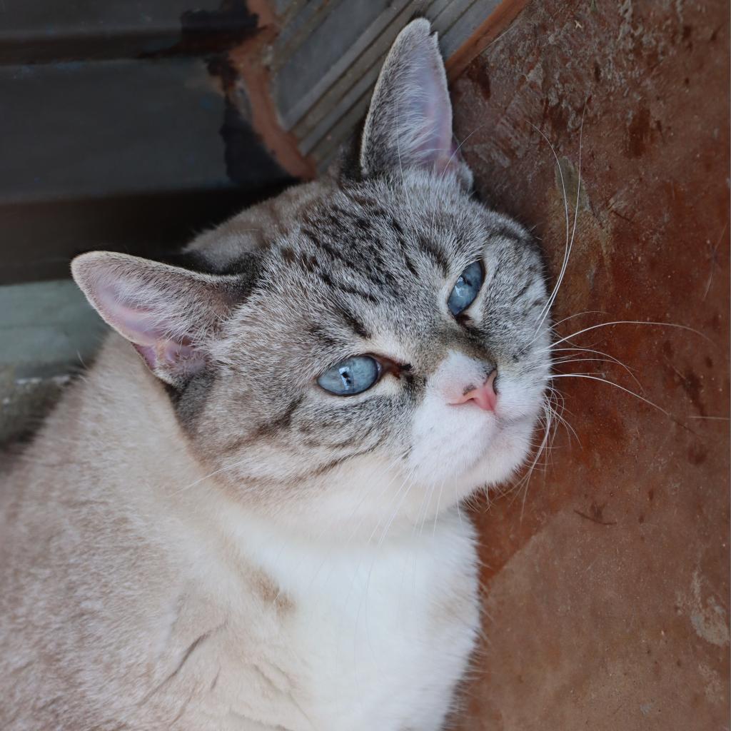 Dara, an adoptable Domestic Short Hair in Tucson, AZ, 85711 | Photo Image 2