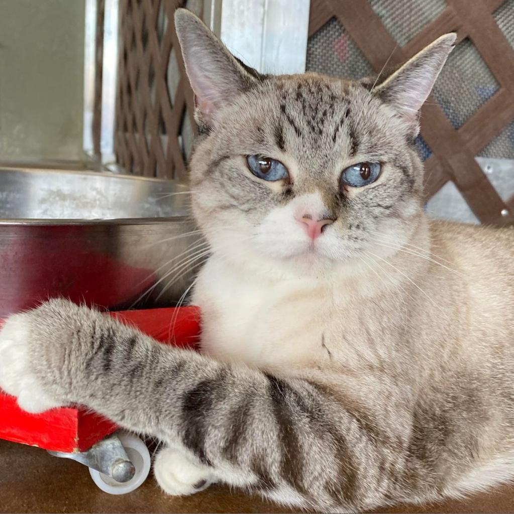 Dara, an adoptable Domestic Short Hair in Tucson, AZ, 85711 | Photo Image 3