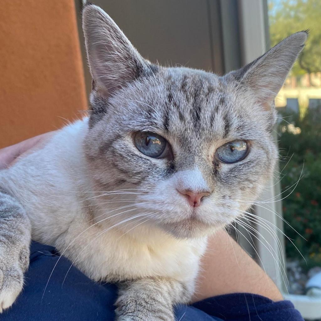 Dara, an adoptable Domestic Short Hair in Tucson, AZ, 85711 | Photo Image 4