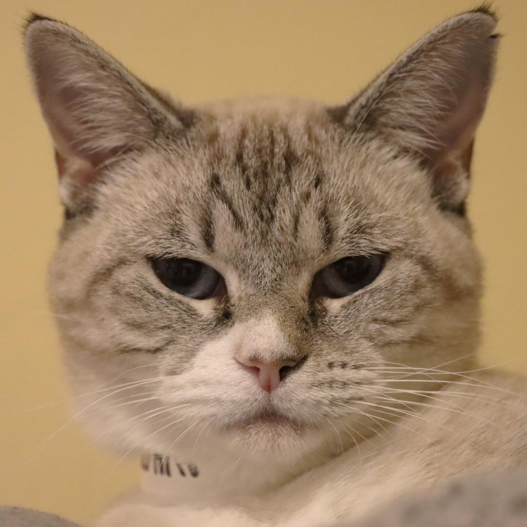 Dara, an adoptable Domestic Short Hair in Tucson, AZ, 85711 | Photo Image 5