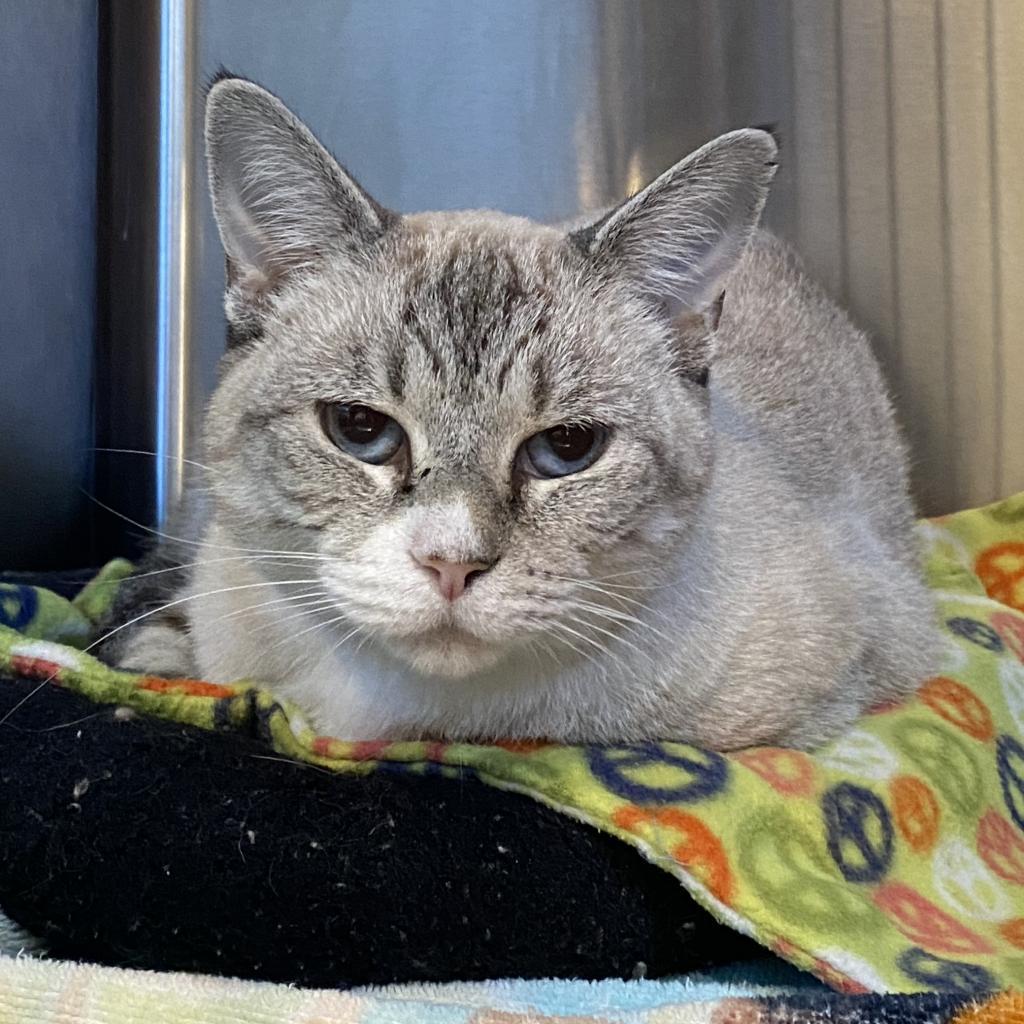 Dara, an adoptable Domestic Short Hair in Tucson, AZ, 85711 | Photo Image 6