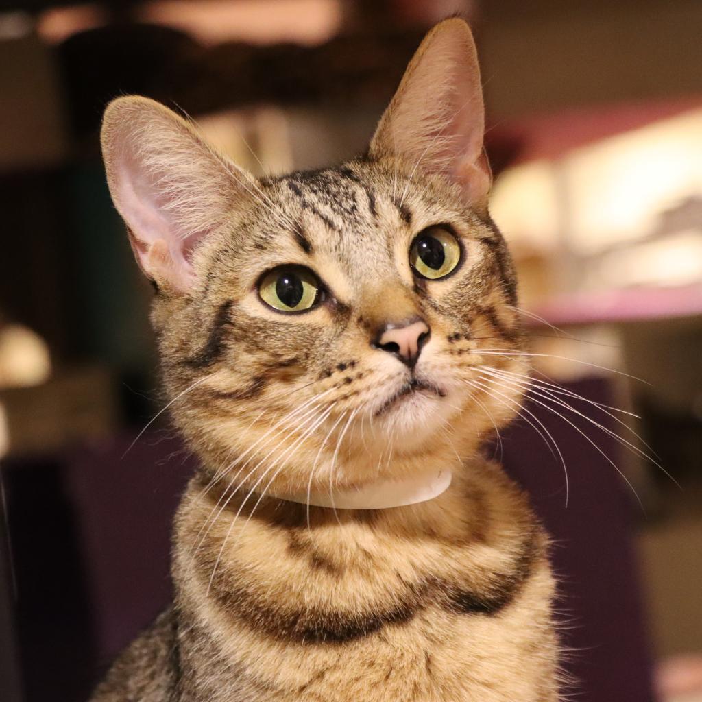 Pathway, an adoptable Domestic Short Hair in Tucson, AZ, 85711 | Photo Image 1