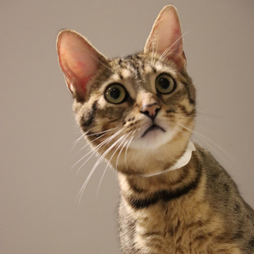 Pathway, an adoptable Domestic Short Hair in Tucson, AZ, 85711 | Photo Image 2