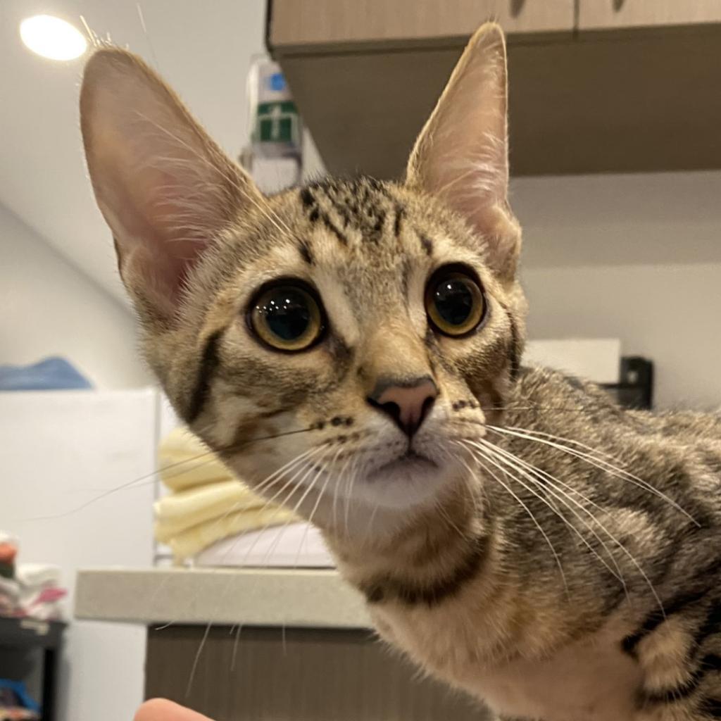 Pathway, an adoptable Domestic Short Hair in Tucson, AZ, 85711 | Photo Image 3