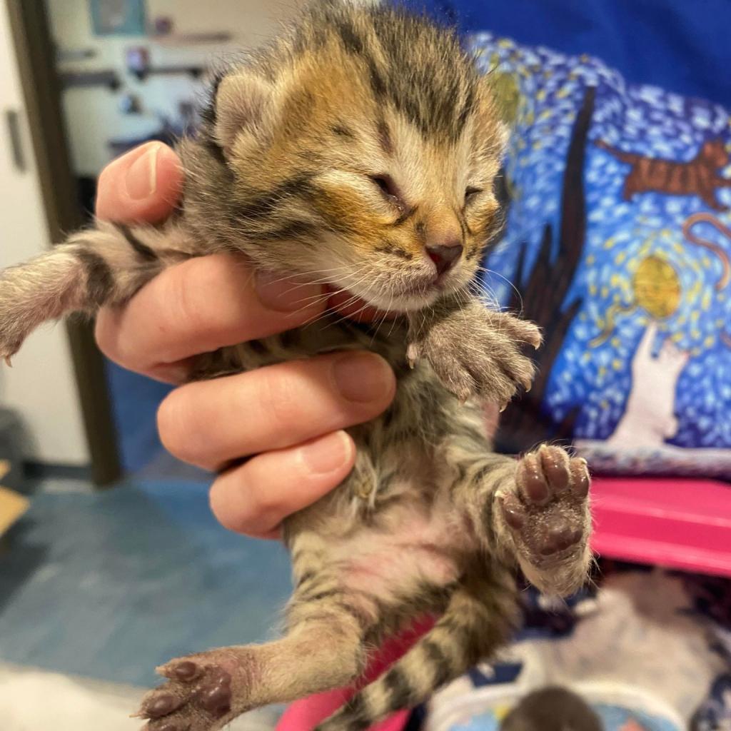 Pathway, an adoptable Domestic Short Hair in Tucson, AZ, 85711 | Photo Image 4