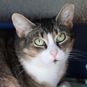 Clawdia, Adult Female Domestic Short Hair