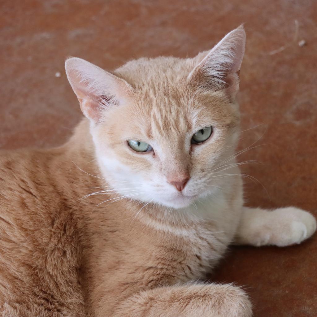 Mayple, an adoptable Domestic Short Hair in Tucson, AZ, 85711 | Photo Image 1