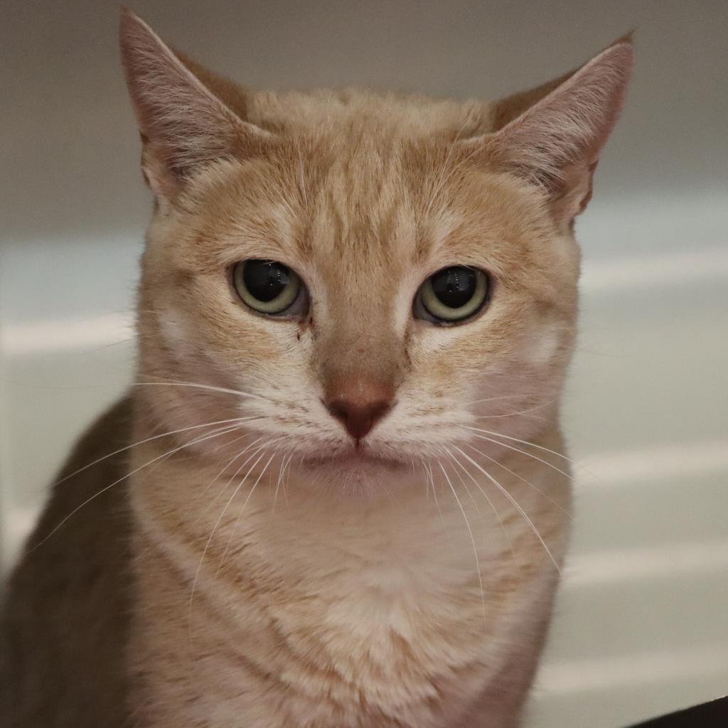 Mayple, an adoptable Domestic Short Hair in Tucson, AZ, 85711 | Photo Image 3