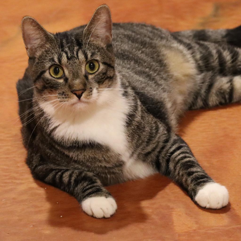 Wallaroo, an adoptable Domestic Short Hair in Tucson, AZ, 85711 | Photo Image 1