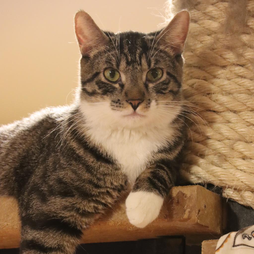 Wallaroo, an adoptable Domestic Short Hair in Tucson, AZ, 85711 | Photo Image 2