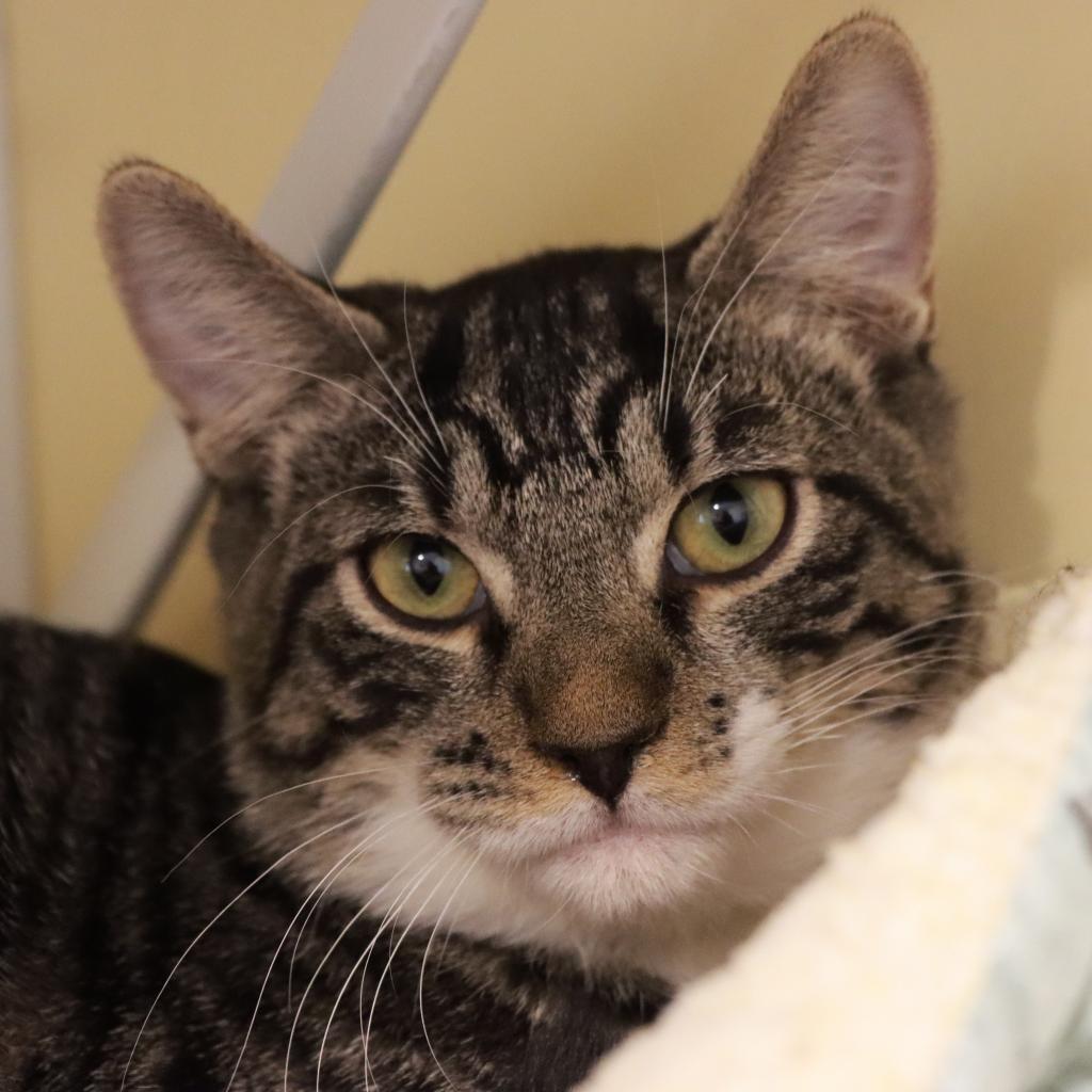 Wallaroo, an adoptable Domestic Short Hair in Tucson, AZ, 85711 | Photo Image 3