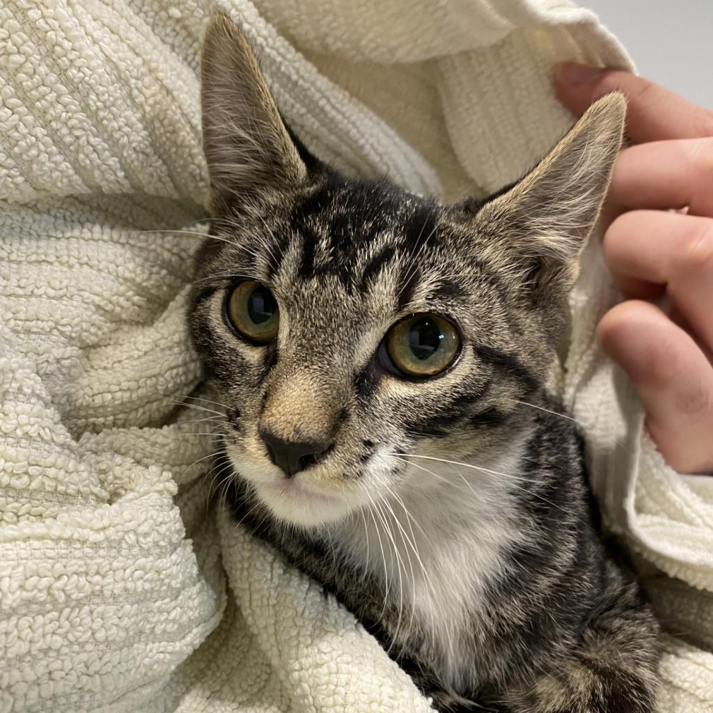 Wallaroo, an adoptable Domestic Short Hair in Tucson, AZ, 85711 | Photo Image 4