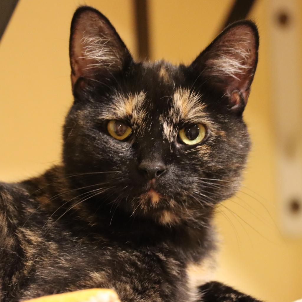 Nebula, an adoptable Domestic Short Hair in Tucson, AZ, 85711 | Photo Image 1