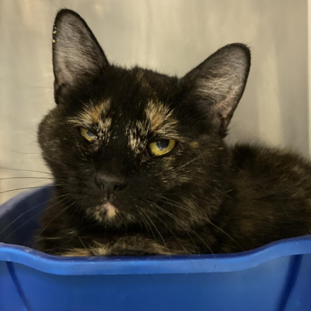 Nebula, an adoptable Domestic Short Hair in Tucson, AZ, 85711 | Photo Image 2