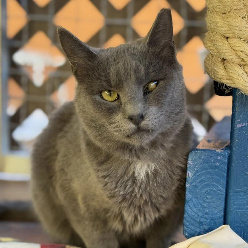Diletta, an adoptable Domestic Short Hair in Tucson, AZ, 85711 | Photo Image 1