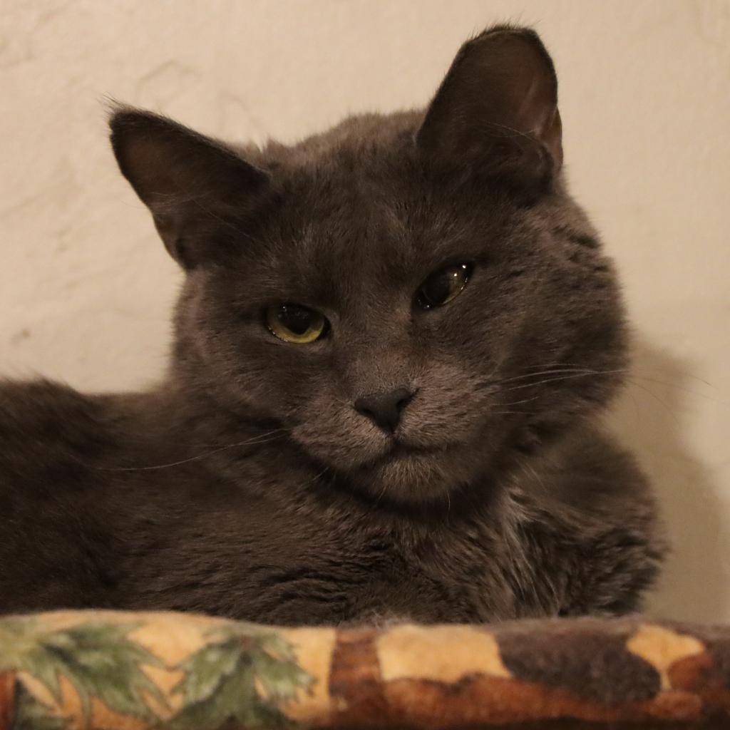 Diletta, an adoptable Domestic Short Hair in Tucson, AZ, 85711 | Photo Image 2