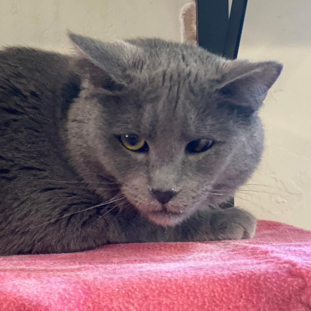 Diletta, an adoptable Domestic Short Hair in Tucson, AZ, 85711 | Photo Image 3