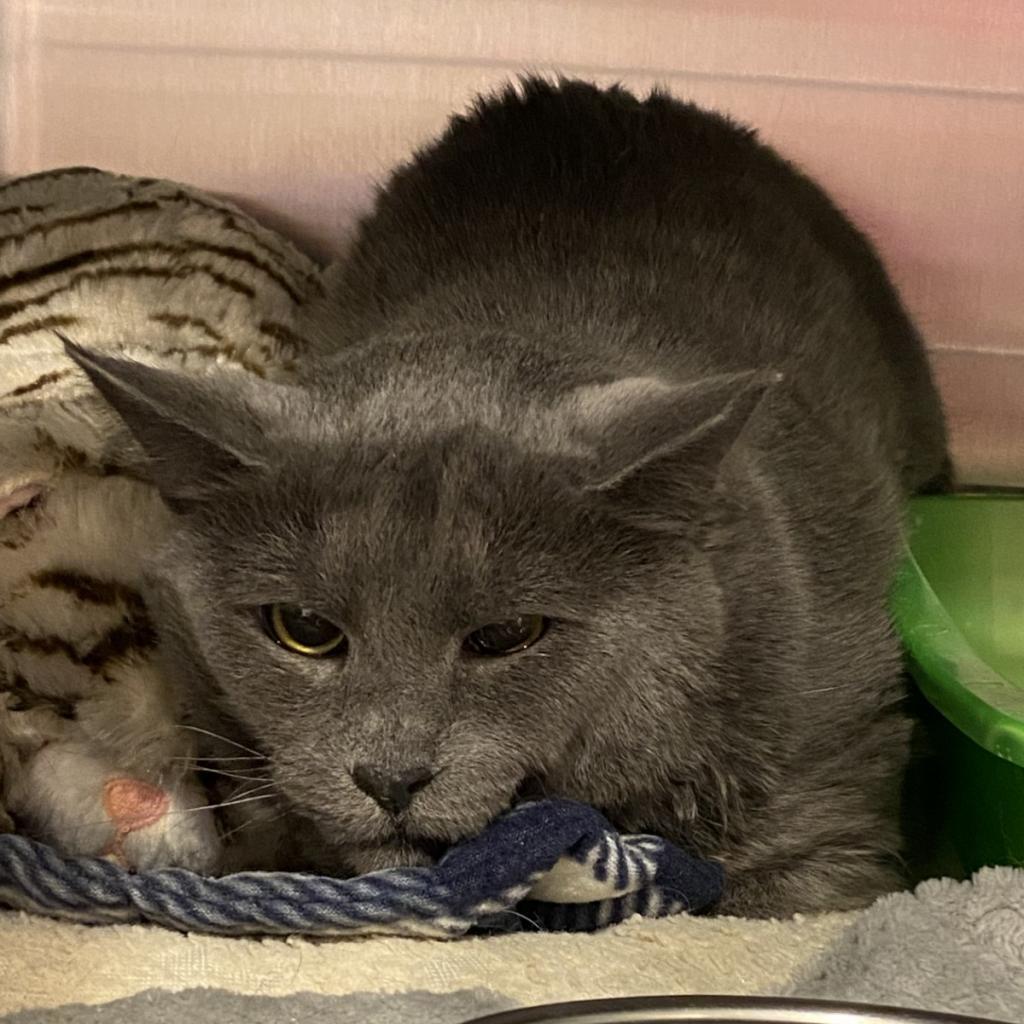 Diletta, an adoptable Domestic Short Hair in Tucson, AZ, 85711 | Photo Image 4