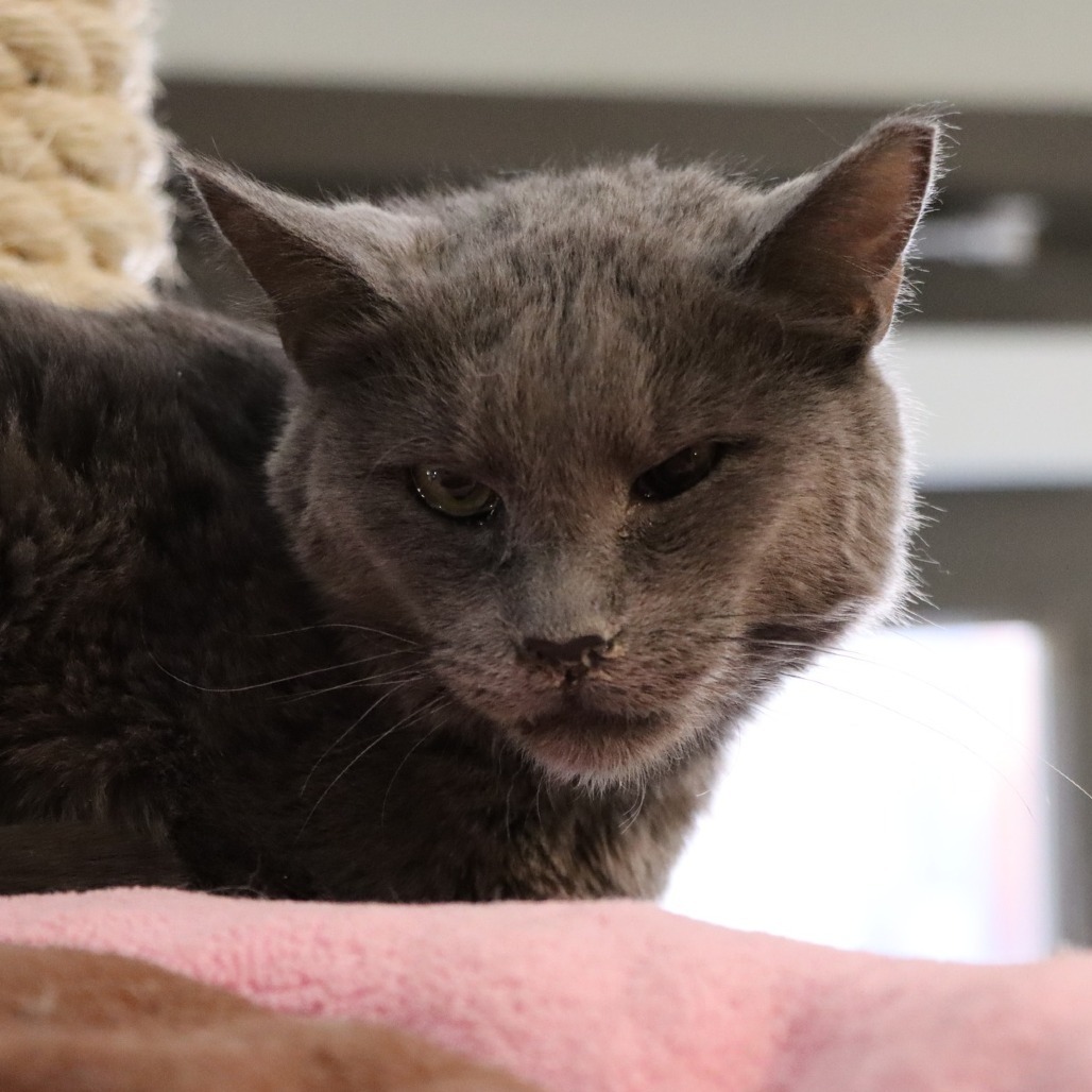 Diletta, an adoptable Domestic Short Hair in Tucson, AZ, 85711 | Photo Image 5