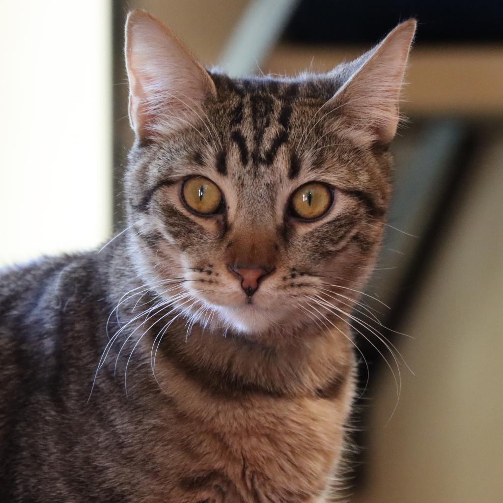 Strut, an adoptable Domestic Short Hair in Tucson, AZ, 85711 | Photo Image 1