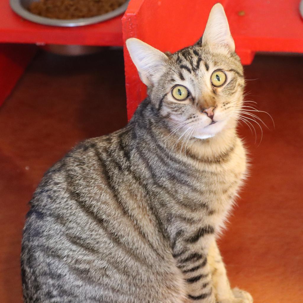 Strut, an adoptable Domestic Short Hair in Tucson, AZ, 85711 | Photo Image 2