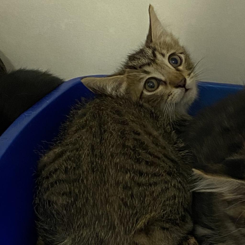 Strut, an adoptable Domestic Short Hair in Tucson, AZ, 85711 | Photo Image 3