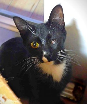 Bethany, Adult Female Domestic Short Hair