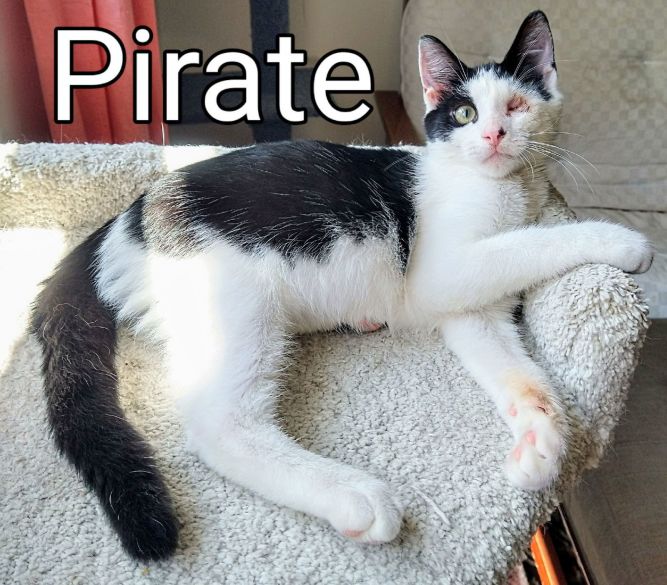 Pirate