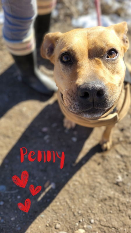 Penny, an adoptable Pit Bull Terrier in Monte Vista, CO, 81144 | Photo Image 1
