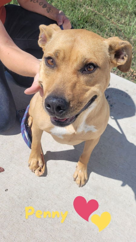 Penny, an adoptable Pit Bull Terrier in Monte Vista, CO, 81144 | Photo Image 2