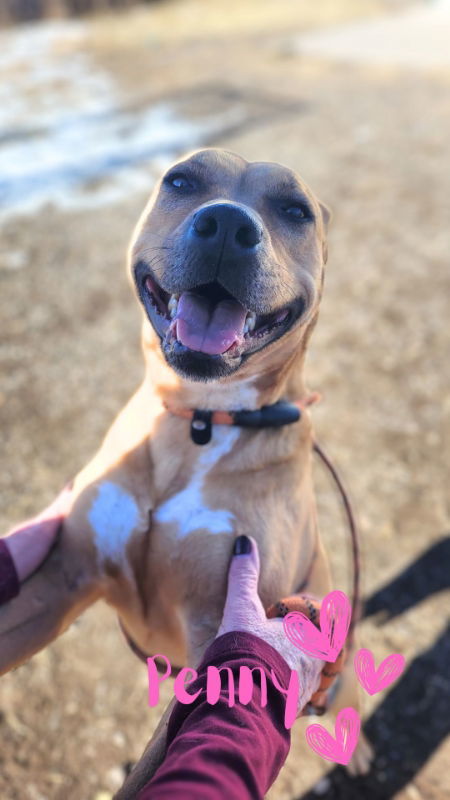 Penny, an adoptable Pit Bull Terrier in Monte Vista, CO, 81144 | Photo Image 2