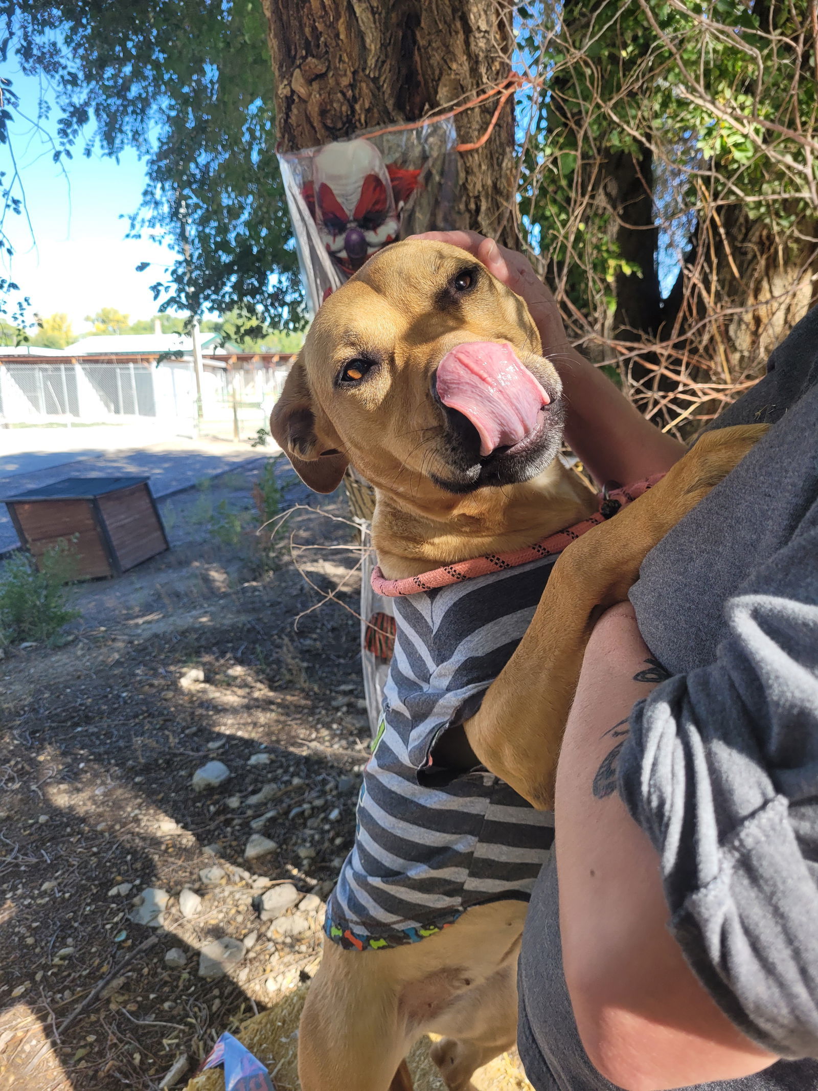 Penny, an adoptable Pit Bull Terrier in Monte Vista, CO, 81144 | Photo Image 3