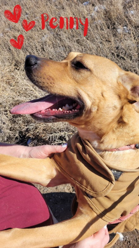 Penny, an adoptable Pit Bull Terrier in Monte Vista, CO, 81144 | Photo Image 3