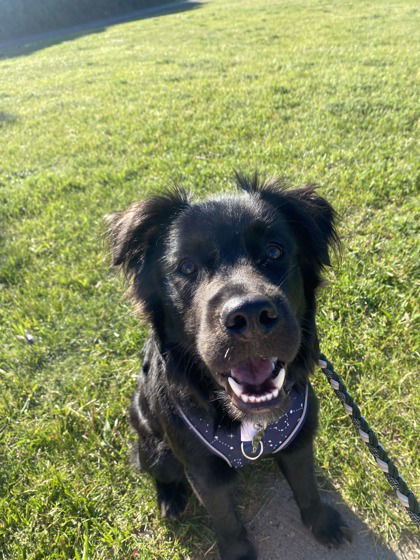 Pluto, an adoptable Mixed Breed in Gwinn, MI, 49841 | Photo Image 1