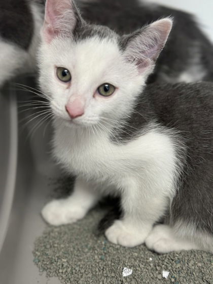 Heady, an adoptable Domestic Short Hair in Gwinn, MI, 49841 | Photo Image 1