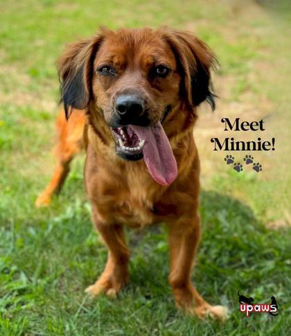 Minnie, an adoptable Spaniel in Gwinn, MI, 49841 | Photo Image 1