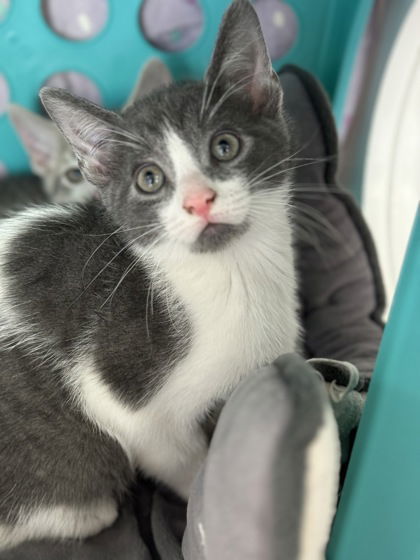 Shoulders, an adoptable Domestic Short Hair in Gwinn, MI, 49841 | Photo Image 1