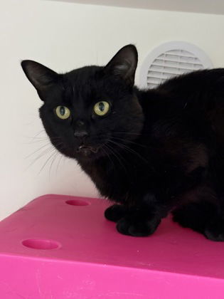 Checkers, an adoptable Domestic Medium Hair in Gwinn, MI, 49841 | Photo Image 1