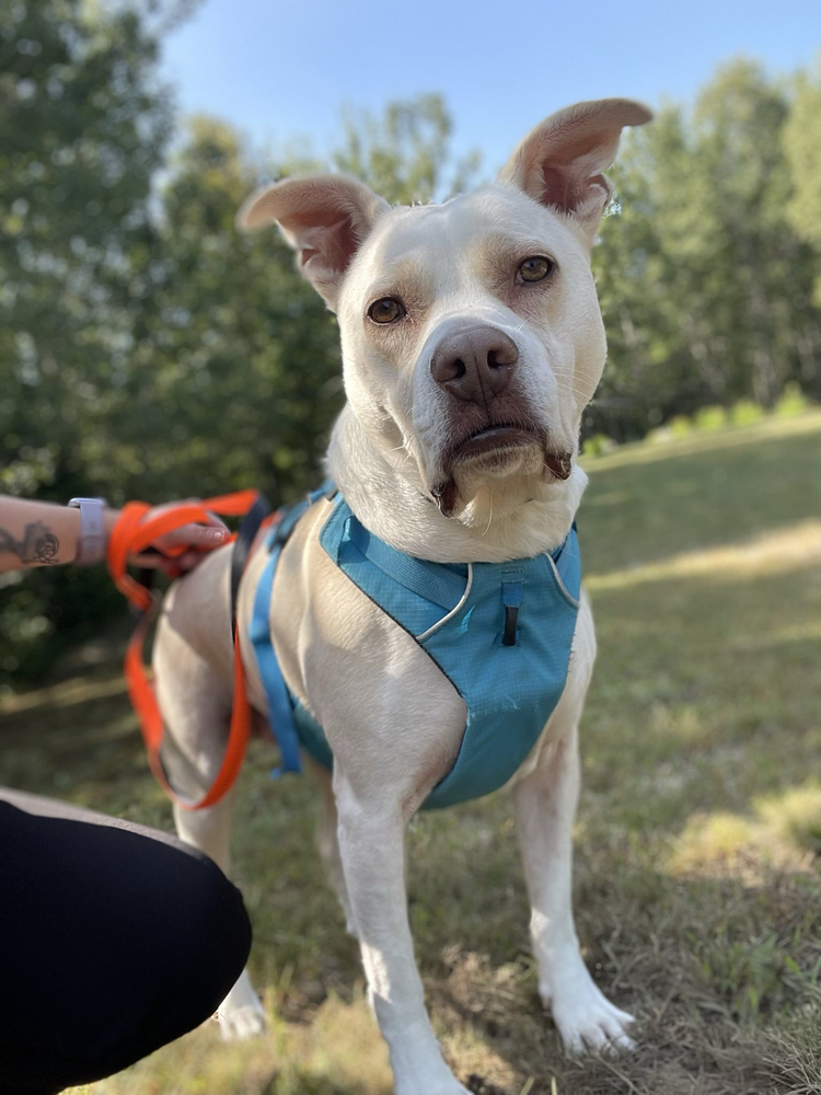 Skylar, an adoptable Labrador Retriever, Pit Bull Terrier in Trenton, ME, 04605 | Photo Image 1