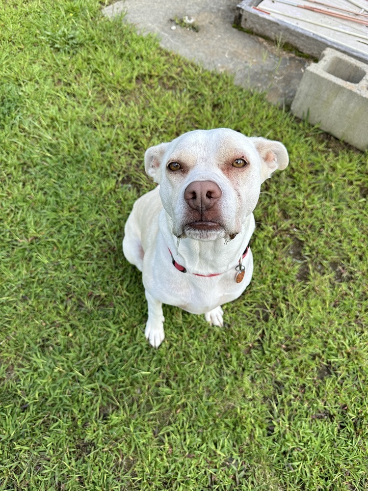 Skylar, an adoptable Labrador Retriever, Pit Bull Terrier in Trenton, ME, 04605 | Photo Image 2