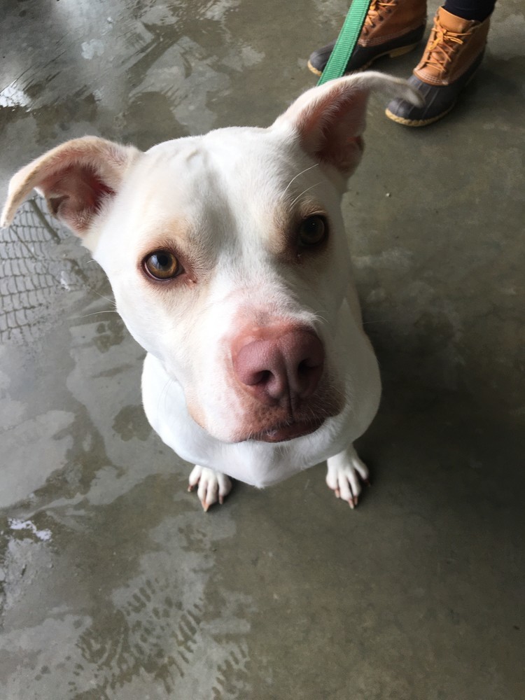 Skylar, an adoptable Labrador Retriever, Pit Bull Terrier in Trenton, ME, 04605 | Photo Image 3