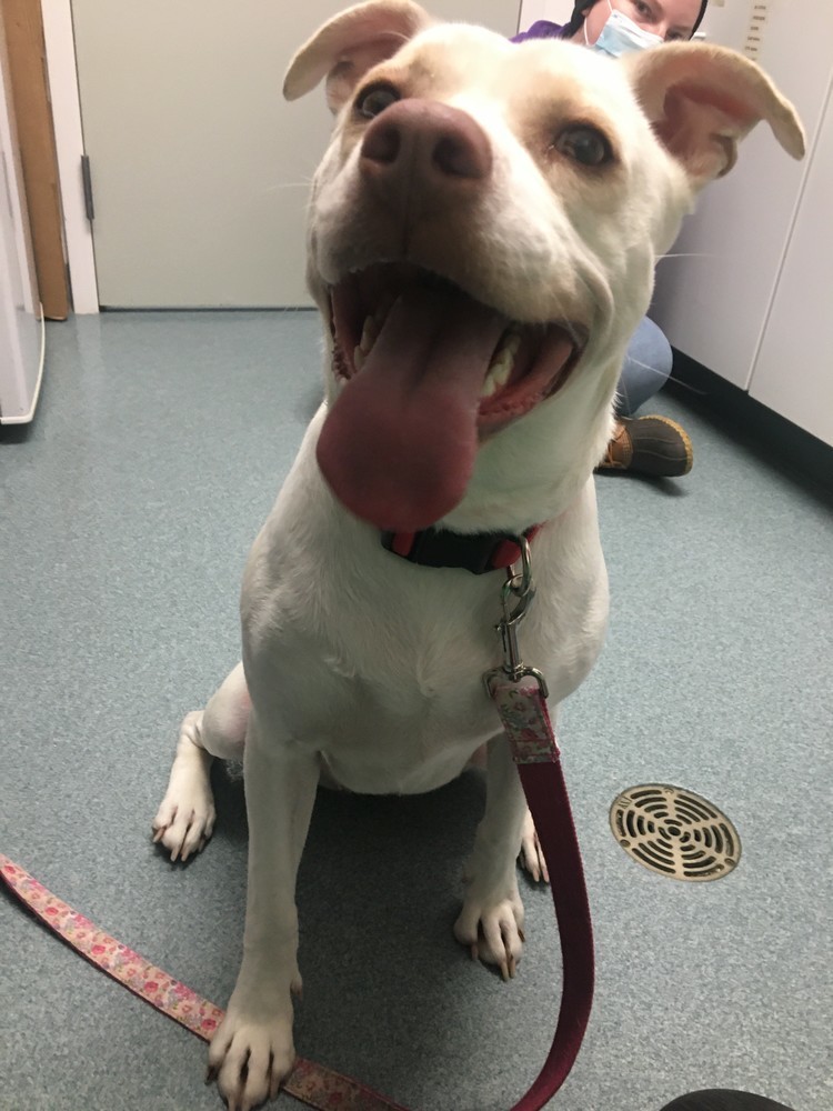 Skylar, an adoptable Labrador Retriever, Pit Bull Terrier in Trenton, ME, 04605 | Photo Image 4