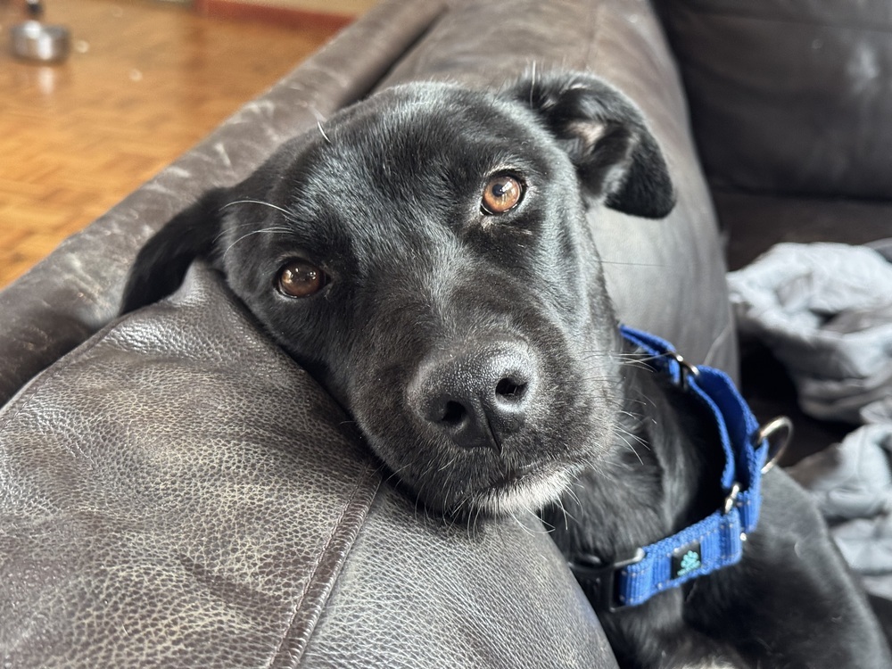 Sheriff (24-125 D), an adoptable Mixed Breed in Lansing, MI, 48910 | Photo Image 1