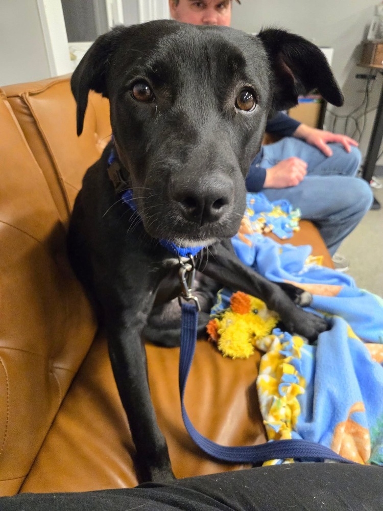 Sheriff (24-125 D), an adoptable Mixed Breed in Lansing, MI, 48910 | Photo Image 3